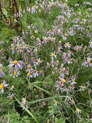 Tripolium pannonicum