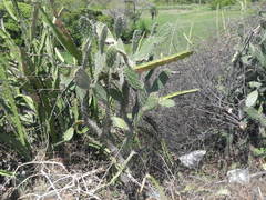 Cactaceae