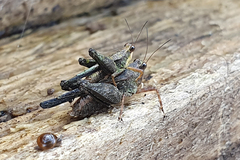 Batrachidea