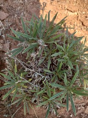 Onosma simplicissima