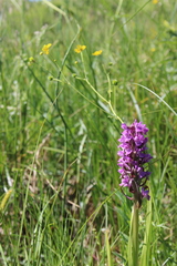 Dactylorhiza majalis baltica