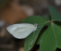 Pieris brassicae