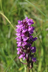 Dactylorhiza majalis baltica