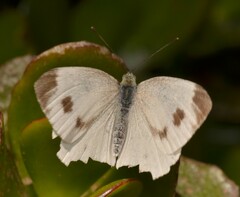 Pieris brassicae