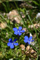 Gentiana bavarica bavarica