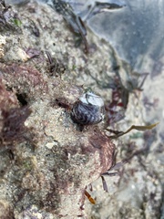 Steromphala umbilicalis