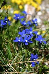 Gentiana bavarica bavarica