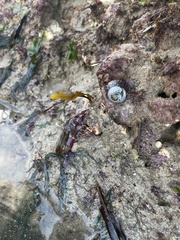 Steromphala umbilicalis