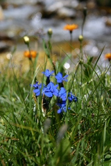 Gentiana bavarica bavarica