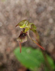Chiloglottis diphylla