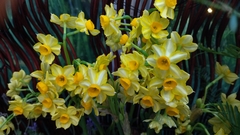Narcissus tazetta chinensis