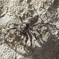 Menemerus bivittatus