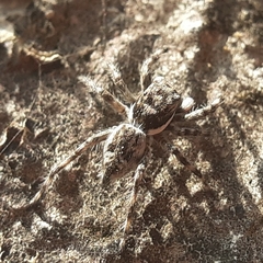 Menemerus bivittatus