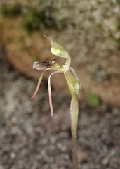 Chiloglottis diphylla