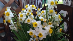 Narcissus tazetta chinensis