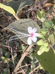Clerodendrum infortunatum