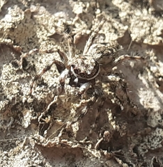 Menemerus bivittatus