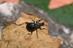 Cychrus caraboides
