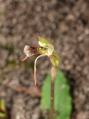 Chiloglottis diphylla