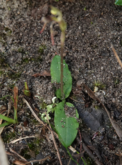 Chiloglottis diphylla