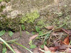 Chiloglottis diphylla