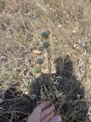 Cephalaria uralensis