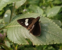 Notocrypta paralysos