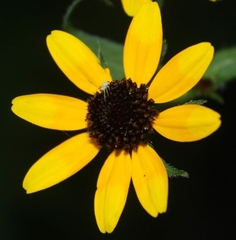 Misumenoides formosipes