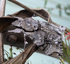 Psilogramma casuarinae