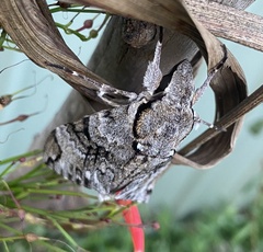 Psilogramma casuarinae