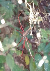 Nephila kuhli