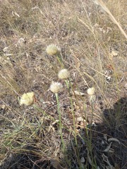 Cephalaria uralensis