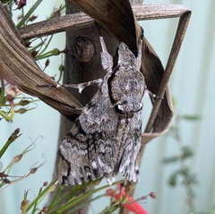 Psilogramma casuarinae