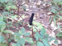 Nephila kuhli