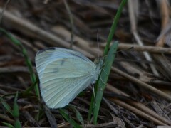 Pieris brassicae
