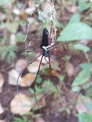 Nephila kuhli