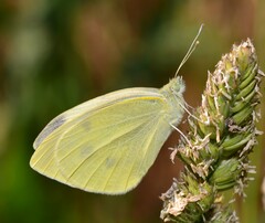Pieris brassicae