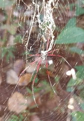 Nephila kuhli