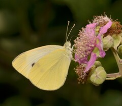 Pieris brassicae