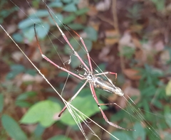Nephila kuhli