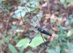 Nephila kuhli