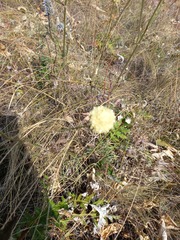 Cephalaria uralensis