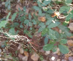 Nephila kuhli