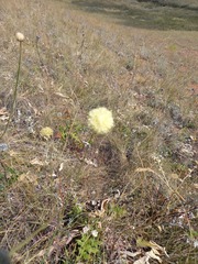 Cephalaria uralensis