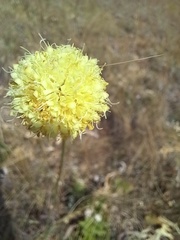 Cephalaria uralensis