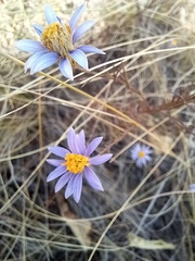 Galatella angustissima
