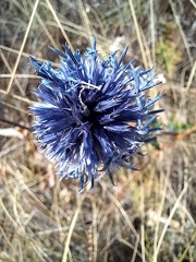 Echinops tataricus