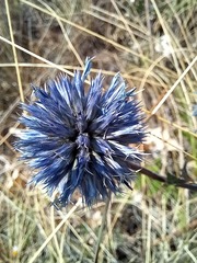 Echinops tataricus