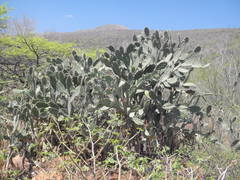 Opuntia