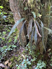 Pleopeltis macrocarpa